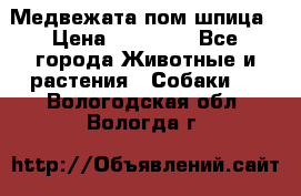 Медвежата пом шпица › Цена ­ 40 000 - Все города Животные и растения » Собаки   . Вологодская обл.,Вологда г.